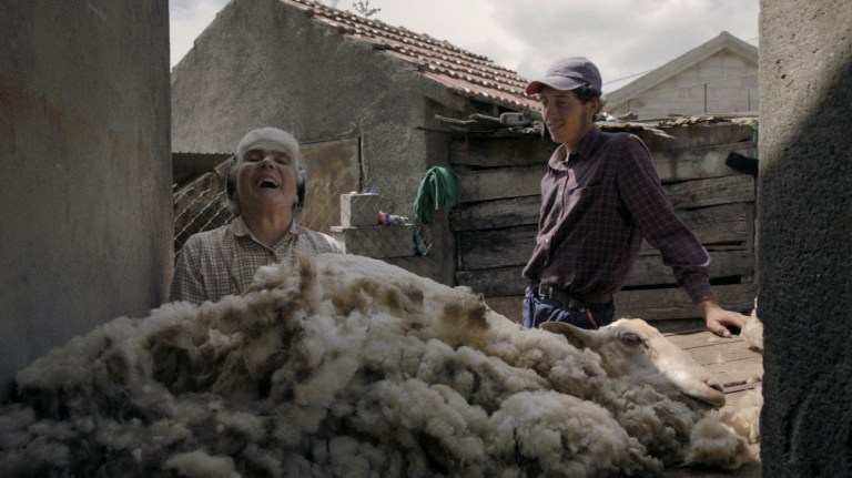 Tondre le mouton_VAT